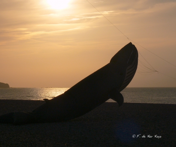 Comme une baleine au soleil